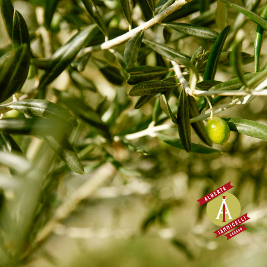 Sopraffino Di Ceraso e La Dieta Mediterranea